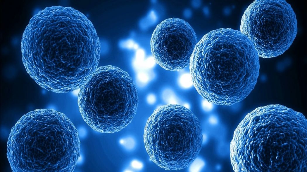 Eksozom Kk Hcre Nedir?